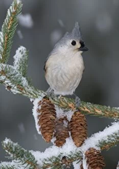 Images Dated 18th January 2004: Tufted Titmouse. Hamden, CT, USA