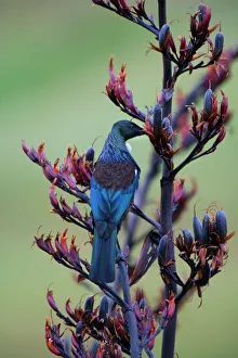 Tui, Parson Bird - sucking nectar of flowering New Zealand Flax (phormium tenax) plant Tui, Parson Bird - sucking nectar of flowering New Zealand Flax (phormium tenax) plant