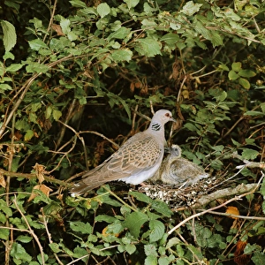 Turtle DOVE - at nest with young Turtle DOVE - at nest with young