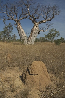 Twin Baobab Trees - and termite mound. Known as Boab Tree in Australia where it is the Twin Baobab Trees - and termite mound. Known as Boab Tree in Australia where it is the