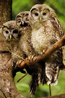 Images Dated 26th February 2007: Ural owls - three young on branch, Germany