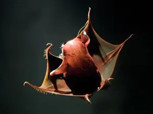Vampire Squid Print - Pineapple Defense Posture