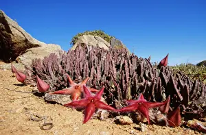 Prints of VAN-16 Stapelia gariepensis / Carrion - in flower Richtersveld NP Images Dated 2005 August: Stapelia gariepensis Print, Richtersveld NP, South Africa