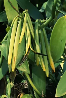 Vanilla Pods Prints: Vanilla Pods