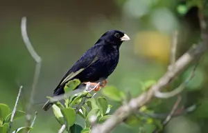 Africa Bird Photography Prints: Variable Indigobird