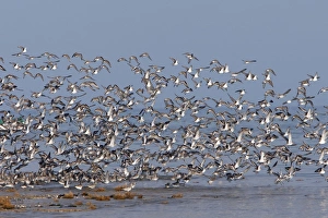 Various Waders: Dunlin - Ringed Plover - Black-tailed Godwit - Red Knot - Curlew - in flight Various Waders: Dunlin - Ringed Plover - Black-tailed Godwit - Red Knot - Curlew - in flight