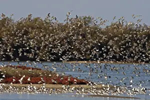 Dunlin in Flight Print