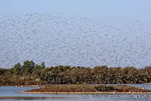 Dunlin in Flight Print, Le Parc Ornithologique du Teich, France