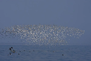 Various Waders: mainly Dunlin - Ringed Plover - Black-tailed Godwit - Red Knot - Curlew - in flight Various Waders: mainly Dunlin - Ringed Plover - Black-tailed Godwit - Red Knot - Curlew - in flight