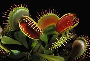 Prints of PPG-1643 Venus Flytrap - with traps wide open Dionea muscipula Pascal Goetgheluck Please note that prints are for personal display purposes only and may not be reproduced in any way. Images Dated 1st May 2007: Venus Flytrap Print with Open Traps
