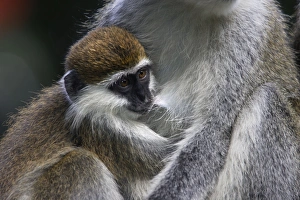 Vervet Monkey - female with baby Vervet Monkey - female with baby