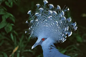 Victoria Crowned-Pigeon / New Guinea Wood Pigeon Victoria Crowned-Pigeon / New Guinea Wood Pigeon