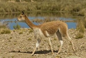 Images Dated 16th May 2000: Vicuna - Pampa Galeras National Reserve - Peru