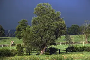 Rural Agricultural Scenes Prints: View of fields and trees with storm clouds behind