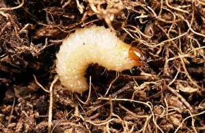 Garden Pest Control Prints: Vine Weevil Larva