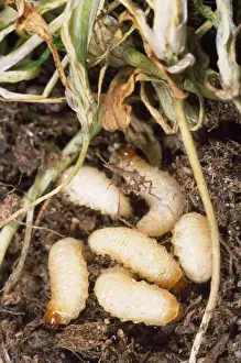 Wildlife Photography Prints Online Prints: Vine Weevil Larvae
