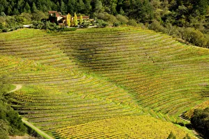 Vineyard - in Autumn colour - Napa Valley vineyards Vineyard - in Autumn colour - Napa Valley vineyards