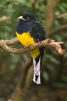 Violaceous Trogon, perched on branch, under controlled conditions, Lower Saxony, Germany Date: 19-Aug-17 Violaceous Trogon, perched on branch, under controlled conditions, Lower Saxony, Germany Date: 19-Aug-17