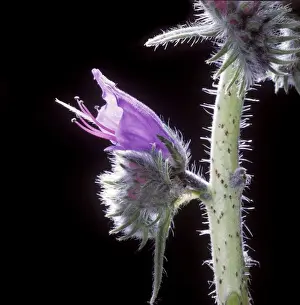 Jean Michel Labat Images Prints: Viper's buglos - close-up