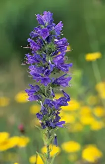 Vipers Bugloss Prints: Viper's bugloss
