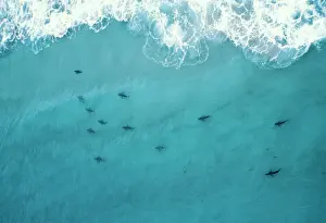 Prints of VT-6172 SHARKS - Off a surf beach north of Sydney, Australia Carcharhinus sp Great White Shark Prints: SHARKS Print - A Surf Beach Scene