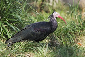 Waldrapp / Bald Ibis - feeding on ground, distributuion Waldrapp / Bald Ibis - feeding on ground, distributuion