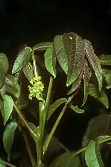 Juglans Regia Plant Prints: Walnut