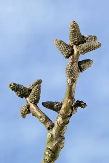 Juglans Regia Images Prints: Walnut Tree - bud in spring