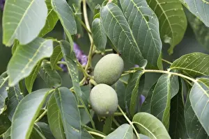 Juglans Regia Plant Prints: Walnut tree - fruit