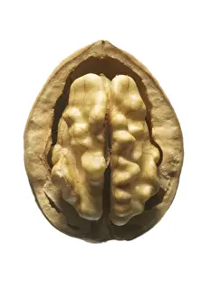 White Background Walnuts Prints: Walnuts In shell