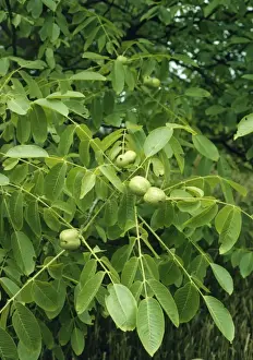Close Up Walnuts Prints: Walnuts on Walnut Tree