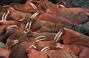 Ocean Wildlife Photography Prints: Walruses - colony