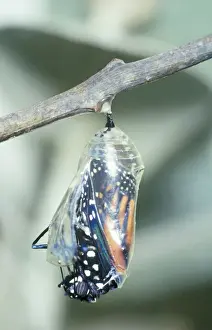 Danaus Plexippus Images Prints: Wanderer Butterfly - Emerging. Part of sequence