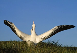 Wandering Albatross - courtship - wings outstretched Wandering Albatross - courtship - wings outstretched