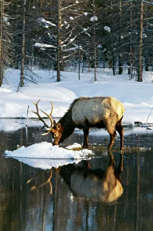 Wapiti - Grazing, in shallow water Wapiti - Grazing, in shallow water
