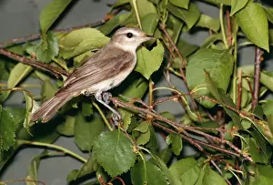 Unique Wildlife Photography Prints: Warbling Vireo