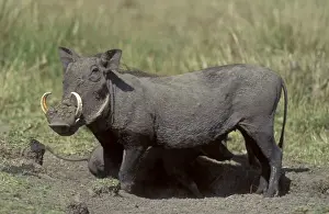 Common Warthog Prints: Warthog Print, LA-8767 Phacochoerus aethiopicus Photograph