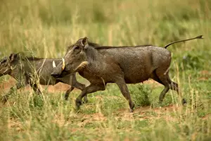 Namibian Wildlife Images Prints: Warthog Namibia