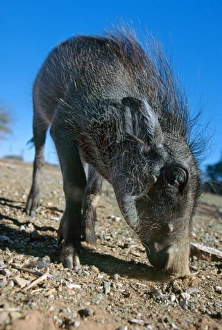 Warthog - Young warthog foraging for tubas Warthog - Young warthog foraging for tubas