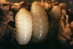 British Insect Photography Prints: Wasp Grubs