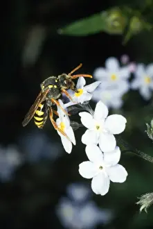 Wildlife Insects Images Prints: Wasp Mimic Bee