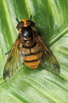 Wasp-Mimic Hoverfly Print (Volucella inermis) SPH-2933