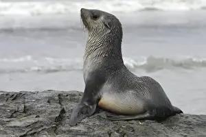 Marine Mammal Pictures Prints: WAT-17155