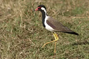 M Watson Wildlife Photographer Prints: WAT-9854