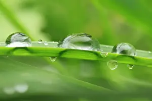 Water Droplets Prints: Water Droplets