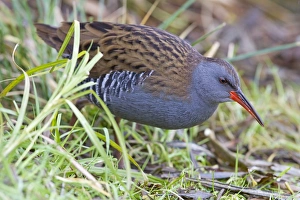 Water Rail - Single adult bird in reeds by edge of lake Water Rail - Single adult bird in reeds by edge of lake