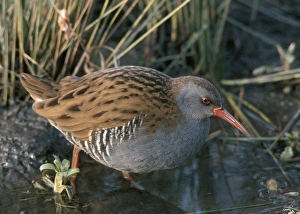 Water Rail - By water and reeds Water Rail - By water and reeds