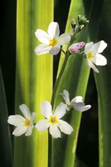 Johan De Meester Artwork Prints: Water Violet