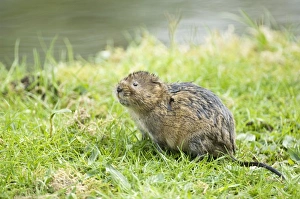 Water vole - Looking up on grass bank beside canal Water vole - Looking up on grass bank beside canal