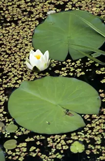 Waterlily Flower Prints: Waterlily